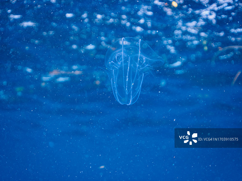 神秘的头盔水母图片素材