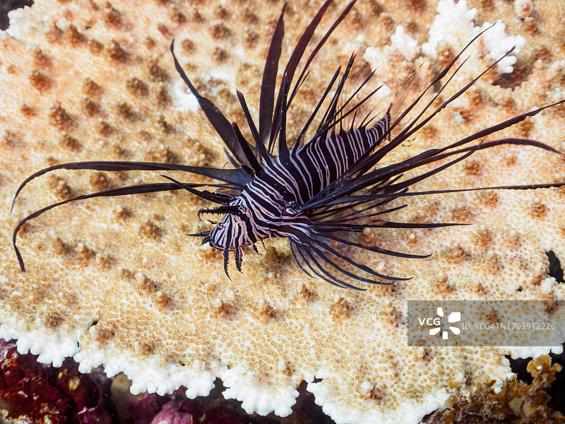 桌珊瑚上的黑突变红狮子鱼幼鱼，摄于日本静冈县伊豆半岛图片素材