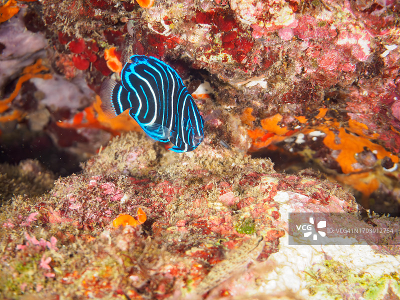 美丽的斑马神仙鱼幼鱼，日本静冈县伊豆半岛图片素材