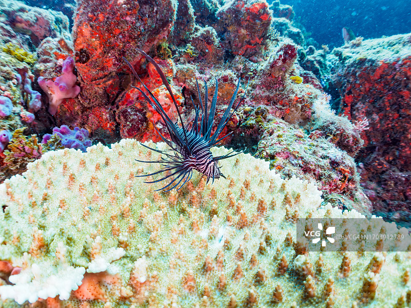 桌珊瑚上的黑突变红狮子鱼幼鱼，摄于日本静冈县伊豆半岛图片素材