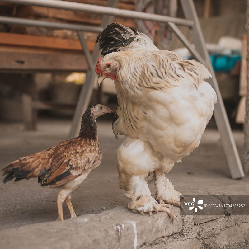 雄性婆罗门鸡哥伦比亚白色图片素材