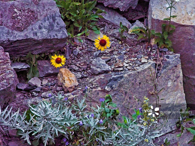 岩石山坡上盛开的野花图片素材