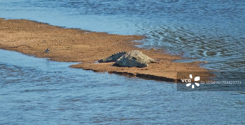 当心鳄鱼图片素材