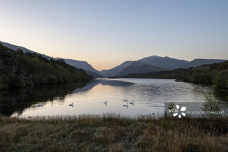 北威尔士 Llanberis Llyn Padarn的 Swan图片素材