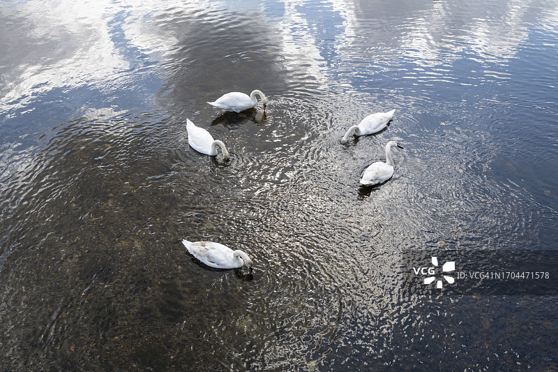 小天鹅在湖泊浅水区觅食图片素材