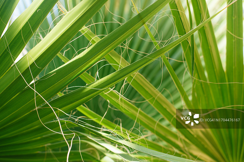 大型绿色棕榈叶，热带背景图片素材
