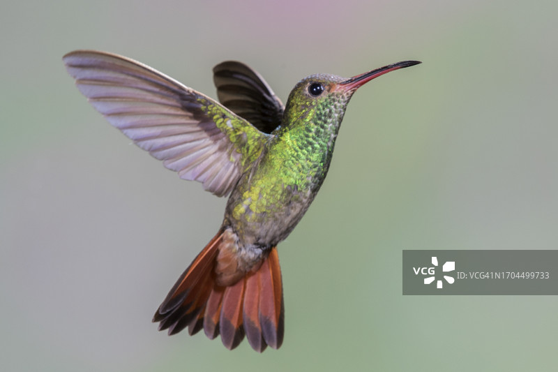 棕尾蜂鸟飞行中图片素材