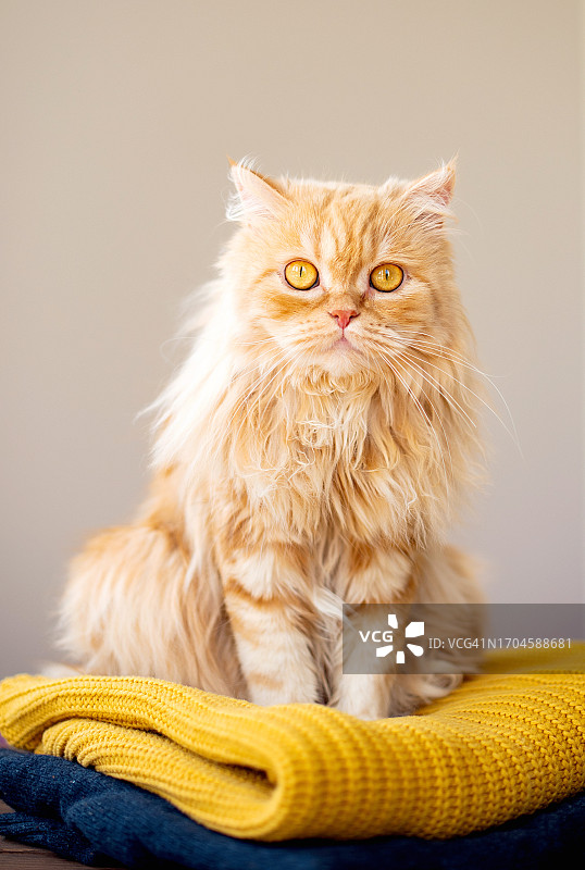 姜黄色虎斑猫在家中毯子上休息图片素材