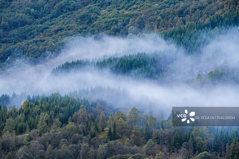 雾蒙蒙的森林图片素材