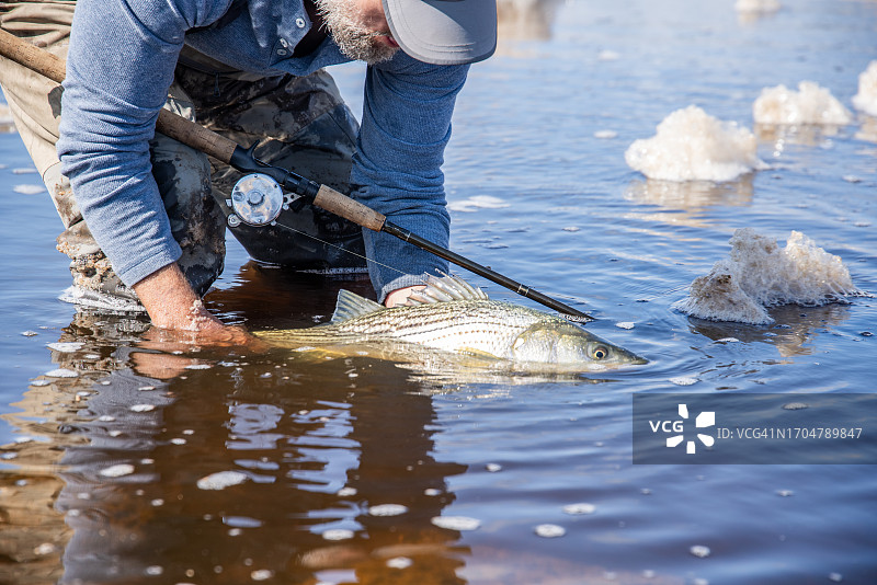 条纹鲈鱼垂钓图片素材