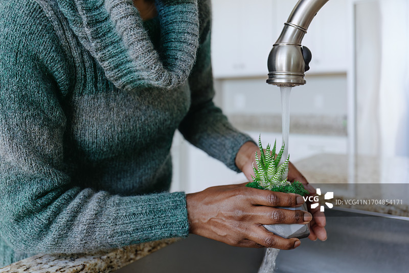 女人在厨房水槽边给小型条纹十二卷植物浇水图片素材