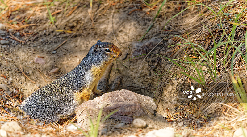哥伦比亚地松鼠及其巢穴图片素材
