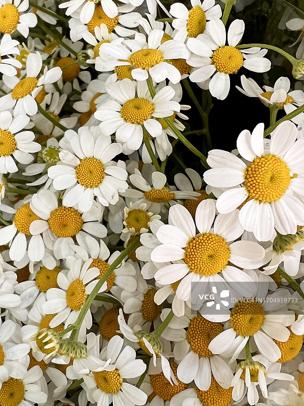 洋甘菊花朵图片素材