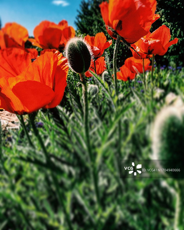 橙色罂粟花图片素材