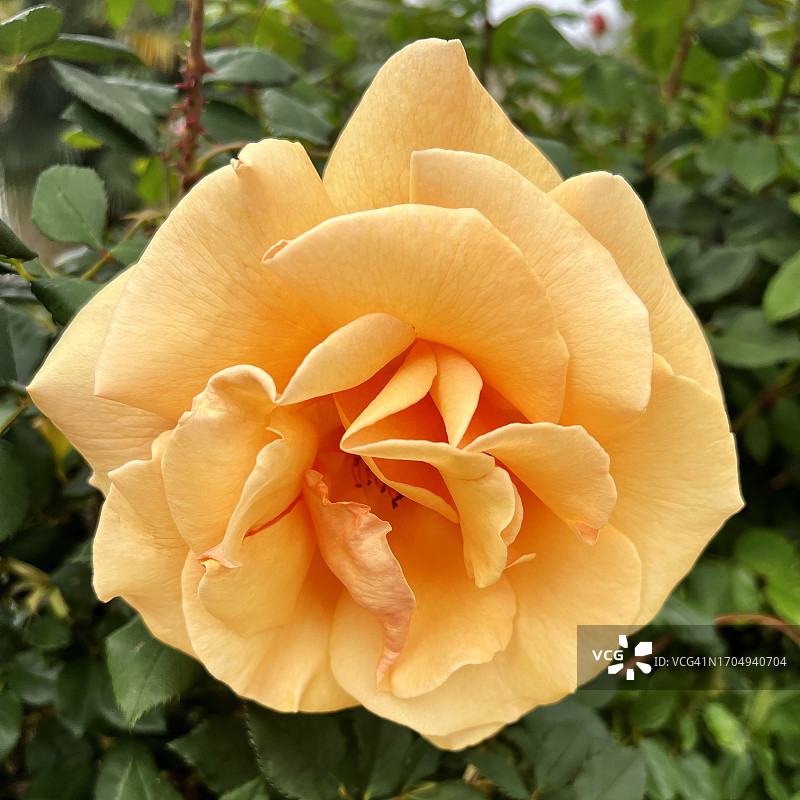 橙色玫瑰图片素材