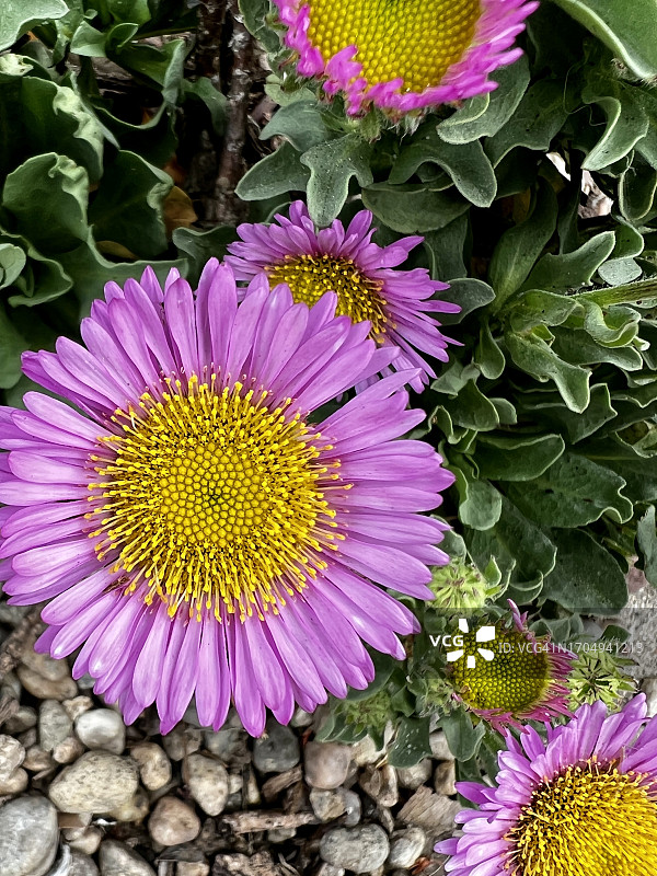 粉色花朵图片素材