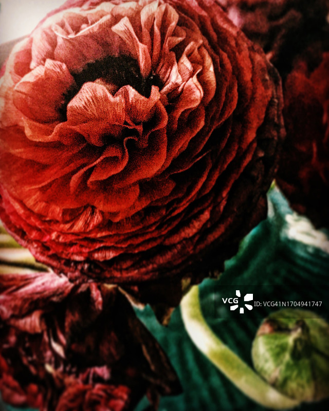 红色波斯毛茛花图片素材