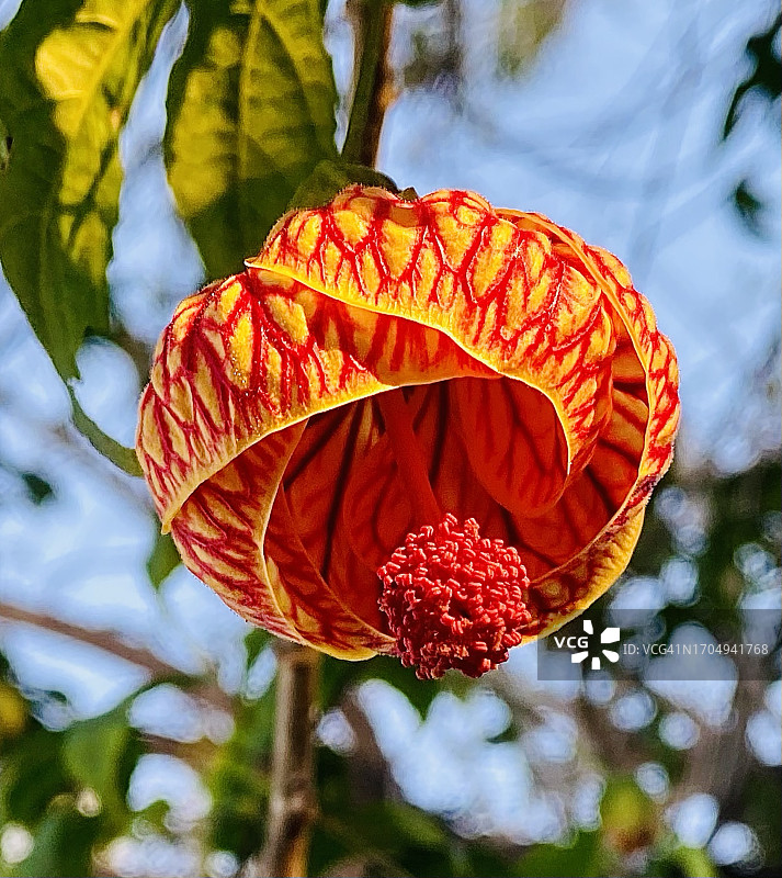 红脉磨盘草花图片素材