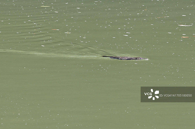 鸭嘴兽在澳大利亚昆士兰州永格拉国家公园游泳图片素材