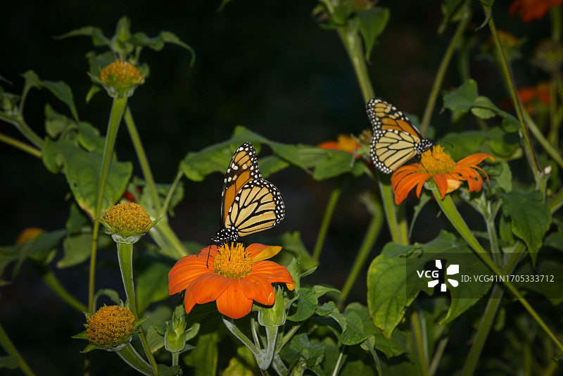 在印第安纳州花园的墨西哥向日葵上的帝王蝶图片素材