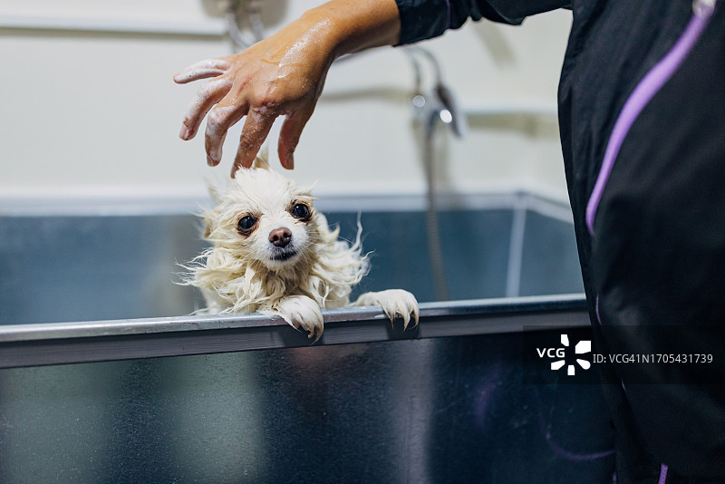 在宠物美容店浴缸里被美容师沐浴的白色德国狐狸犬特写图片素材