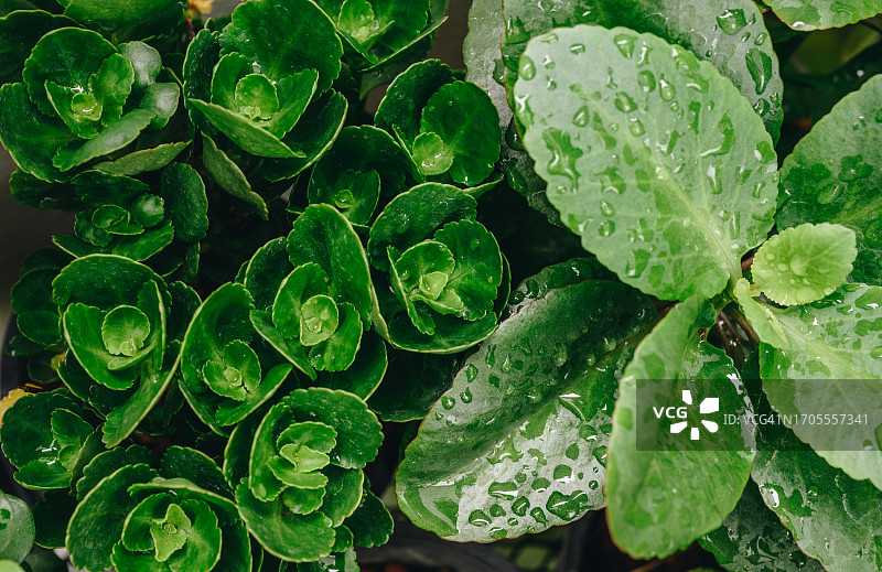 长寿花叶片纹理特写背景图片素材