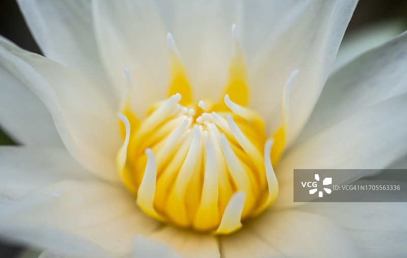 盛开的白色莲花特写图片素材