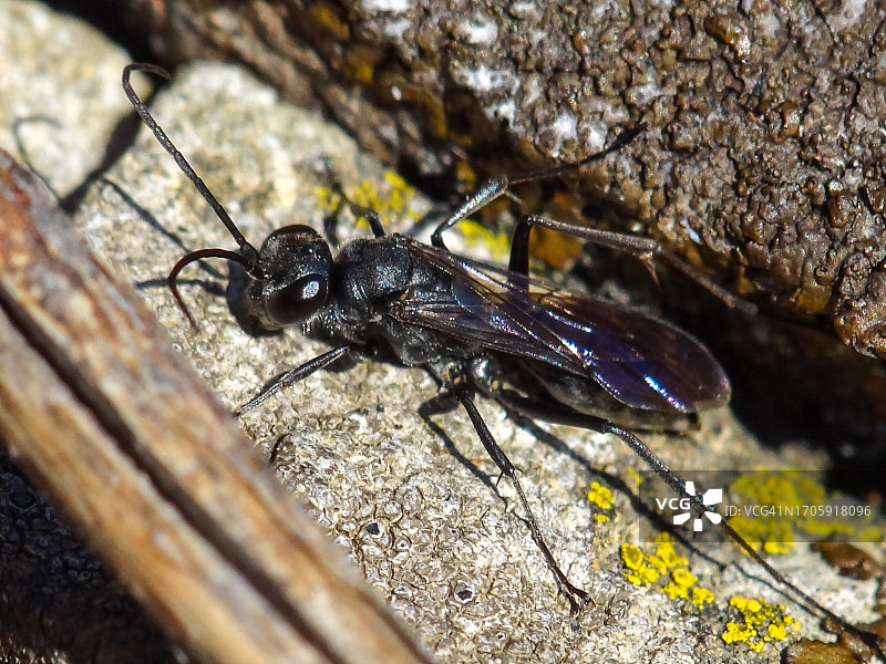 食肉泥蜂图片素材