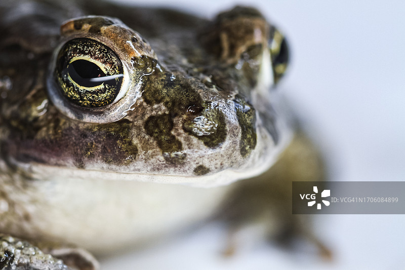 两栖动物肖像：欧洲绿蟾蜍图片素材