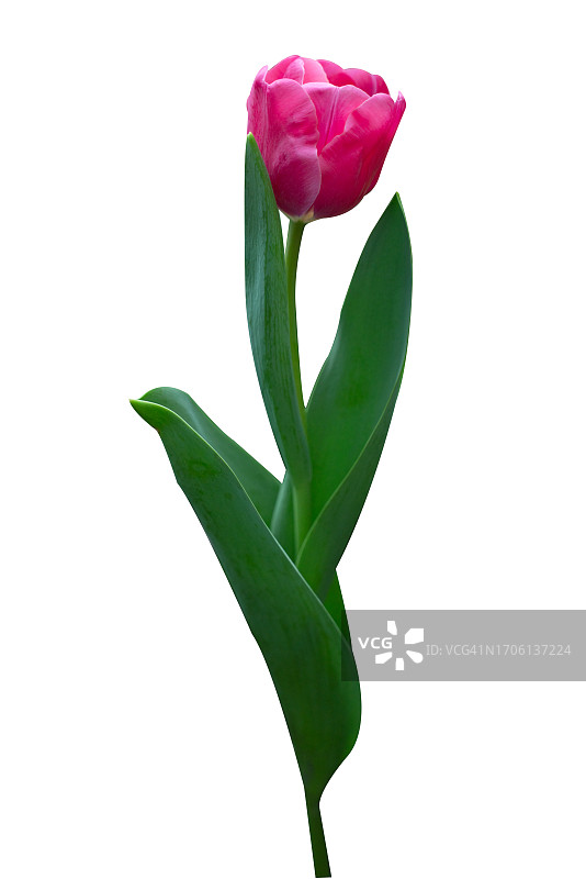 白色背景上孤立的粉色郁金香花图片素材