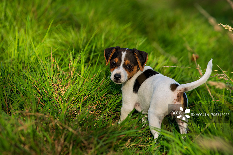 丹麦-瑞典 farmdog 站在草地里 - 与新主人的第一天图片素材
