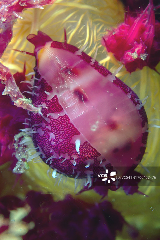 外套膜部分打开的脊纹宝螺图片素材