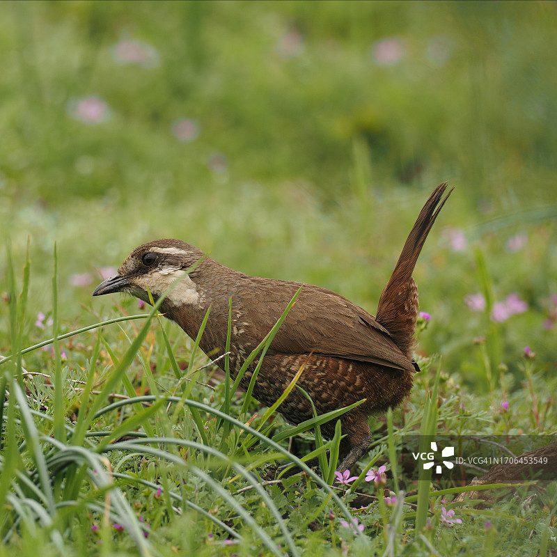 成年 Moustached Turca 在茂密的植被中寻找昆虫图片素材