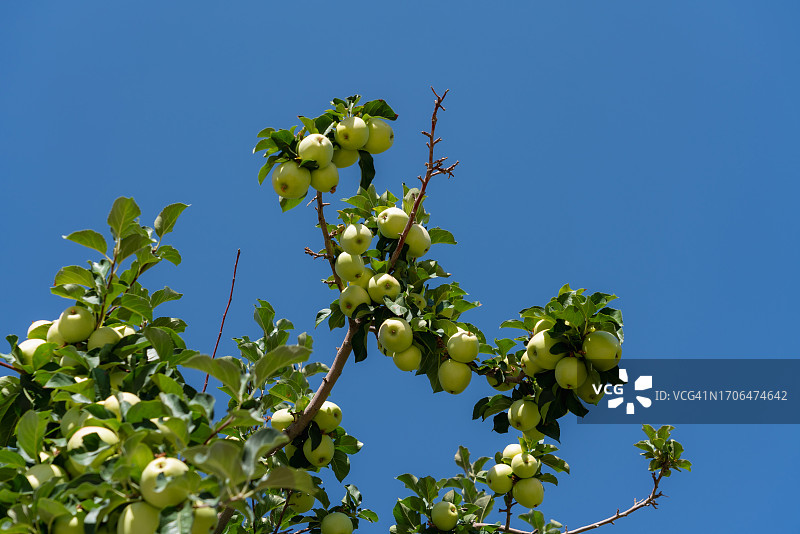 苹果树上结满了苹果图片素材