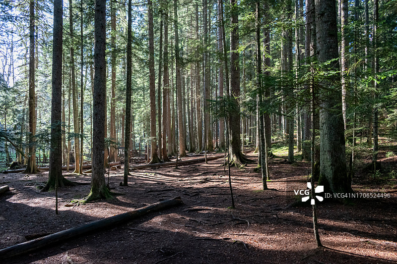 塞尔维亚莫克拉戈拉塔拉森林中的阳光树木风光图片素材