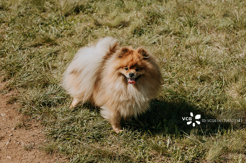 草地上可爱博美犬的高角度视图图片素材