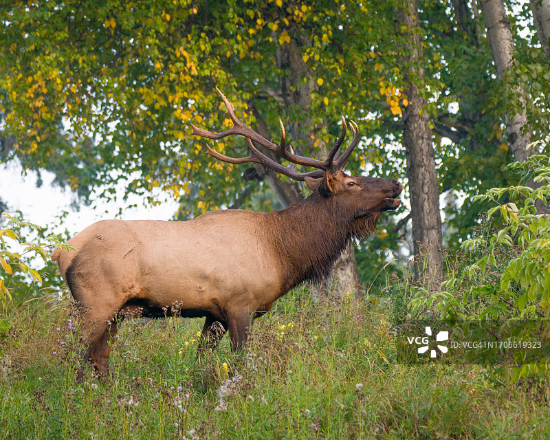 森林中发出叫声的马鹿图片素材