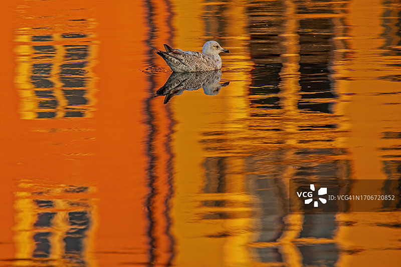 爱尔兰科克郡班特里的海鸥倒影图片素材