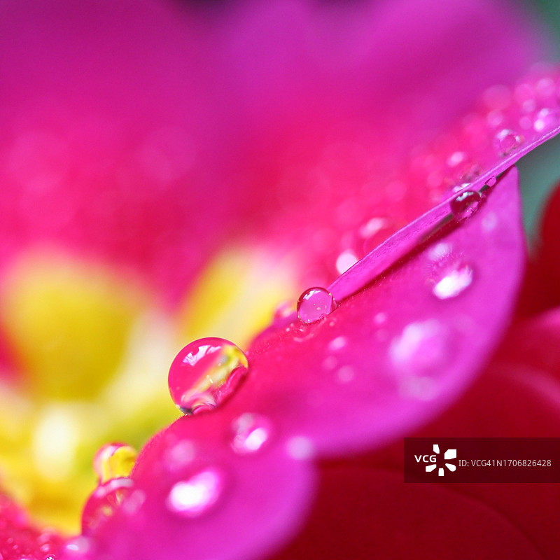 天鹅绒花瓣上带有大滴露珠的明亮粉色花朵图片素材