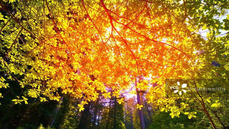 抽象自然，阳光下的树叶与红色森林图片素材