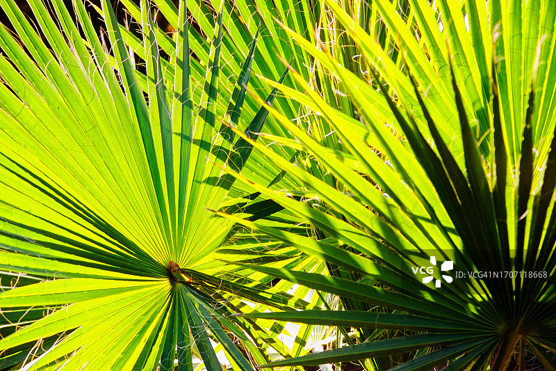 特立尼达和多巴哥的棕榈叶图片素材
