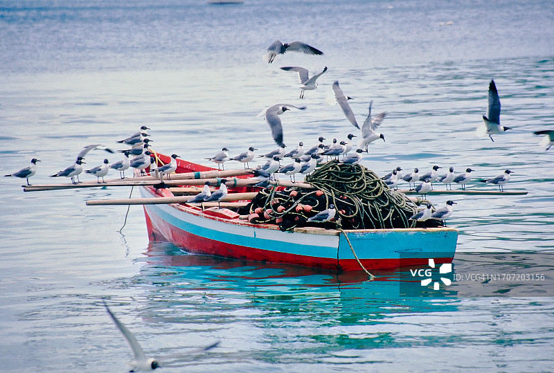 渔船上的海鸟图片素材