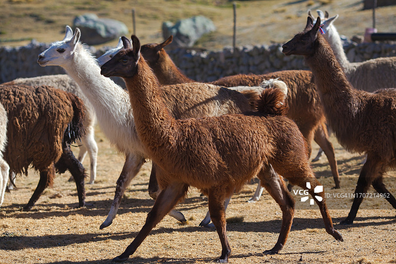 瓦伊亚石林，帕斯科省，秘鲁图片素材