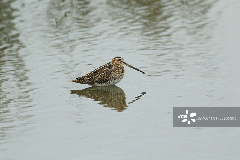 一只扇尾沙锥 Gallinago gallinago 站在湖泊的浅水中图片素材