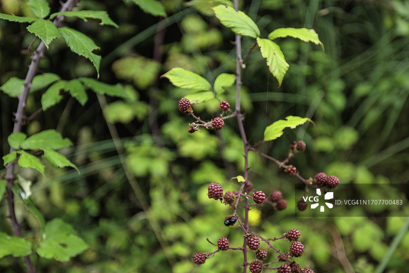 欧洲田野里的野生覆盆子图片素材