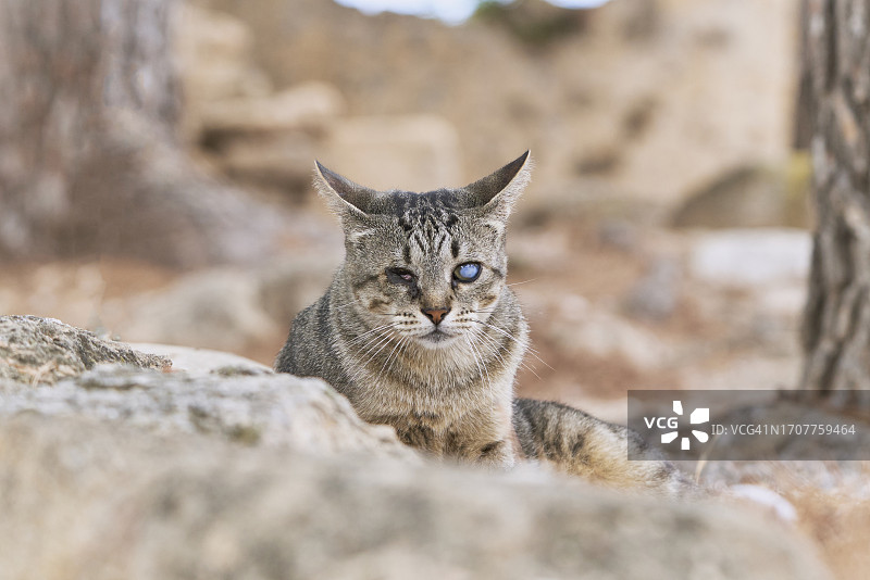 户外，一只可爱的独眼残疾猫的正面肖像图片素材