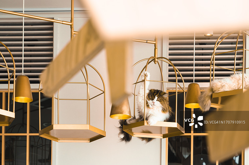 东京猫咪咖啡馆图片素材