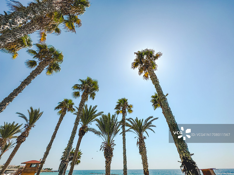 天空下的棕榈树图片素材