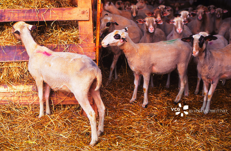 农场里的山羊图片素材