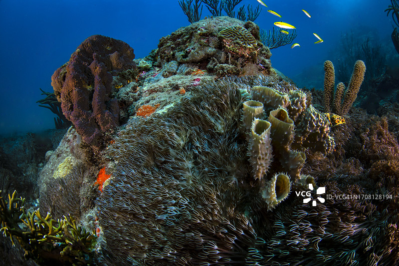 加勒比海的软珊瑚（Unomia stolonifera）入侵图片素材